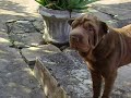 fofão grilado fofão grilado