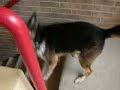 Dog Face-plant Dog Face-plant