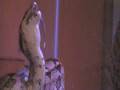videos de Slip n' Slide Boa Eating