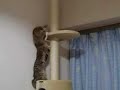two kittens on cat tower