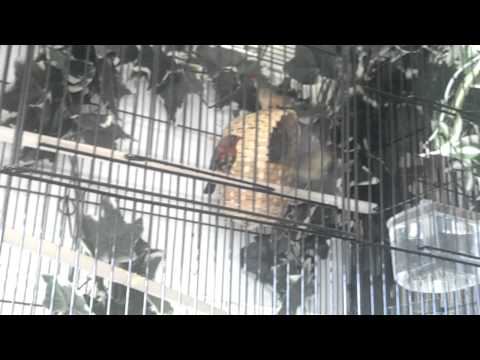 Perawatan dan penangkaran strawberry finch « KLUB BURUNG