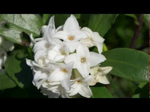 how to transplant daphne odora