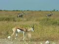 Etosha National Park Gemsbok Oryx Namibia Etosha National Park Gemsbok Oryx Namibia