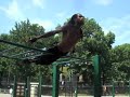 Extreme Sports (Calisthenics Style) Extreme Sports (Calisthenics Style)