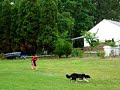 Frisby Dog