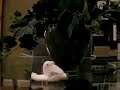 Marshmallow peep burned by blow torch