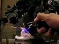 Marshmallow peep burned by blow torch