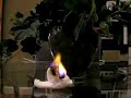 Marshmallow peep burned by blow torch