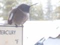 Oiseau Mouche Hummingbird