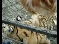 Tiger park in Harbin China \"Chicken tease\"