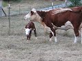Baby Calf