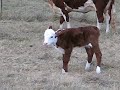 Baby Calf Baby Calf