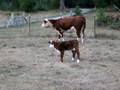 Baby Calf
