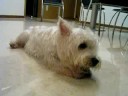 Westie Puppy Week 61 bone 10