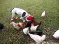 Pit Bull and Chicks - Happy Holidays! (8 months later)