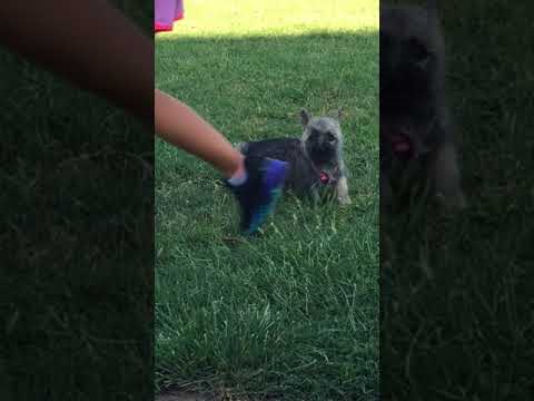 Bayley the Cairn female with attitude