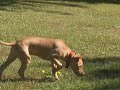\" Red \" my American Pit Bull GameDog \" Red \" my American Pit Bull GameDog