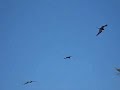 Isla Holbox Beach and Frigatebirds Isla Holbox Beach and Frigatebirds