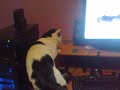 cat gets excited over other cats talking on youtube
