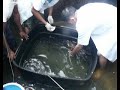 Marine Fish breeding-cannulation in STAC\ Marine Fish breeding-cannulation in STAC\