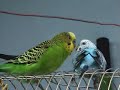 Perico Parlante xD!