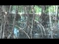 Sirinart Rachinee Mangrove Ecosystem Learning Centre Pranburi