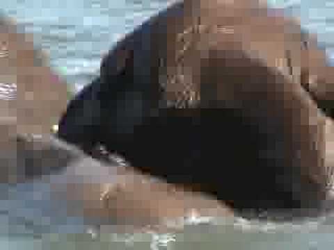 See video See video