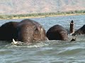 African Elephants Attack African Elephants Attack
