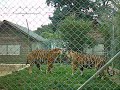 Les tigres