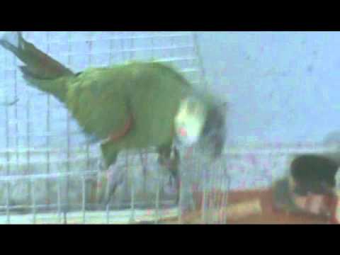 Un lorito baila al ritmo de "Pero que Jay!" de Tongo