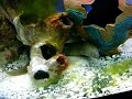 Bill the moray eel Bill the moray eel