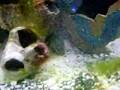 Bill the moray eel