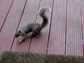my-squirrel.html