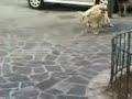 cani eccittati a vietri