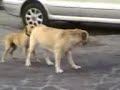 cani eccittati a vietri