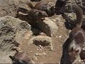 Rapping Squirrels