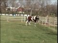 Golden Eagle Farms' Lakota FM 11-09 Free Run.mpg
