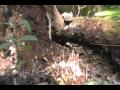 Yellow Jackets FLORIDA Day 2 126 ave. Mcdonald pest control