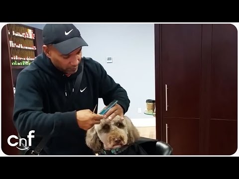 how to treat cut on a dog