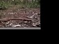 King Brown or Mulga Snake King Brown or Mulga Snake