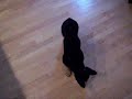 My weeks old puppy Ollie learning to sit and down
