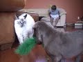 Alpha Cat Vs. New Puppy Day 1-How It All Started