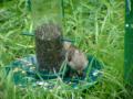 Sparrow feeding Baby Sparrow feeding Baby