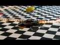 Jenkees Nascar