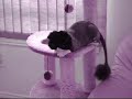 Tobi the kitty Tobi the kitty