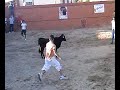 vaquillas en el pueblo de arcos de la polvorosa (zamora)