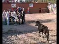 vaquillas en el pueblo de arcos de la polvorosa (zamora)