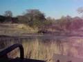 Big lion male calling/roaring at Krugerpark 