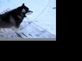 Turns and Dogs: telemark skiing and Alaskan Malamutes