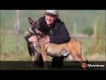 Fire Belgischer Schäferhund - Malinois sucht neues Zuhause
